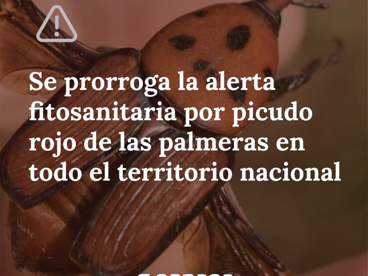 Para seguir protegiendo nuestras palmeras, la alerta fitosanitaria por picudo rojo fue prorrogada hasta el 30 de junio de 2028 en todo el te